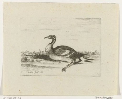 Waterfowl