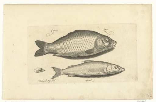 Carp and Tench