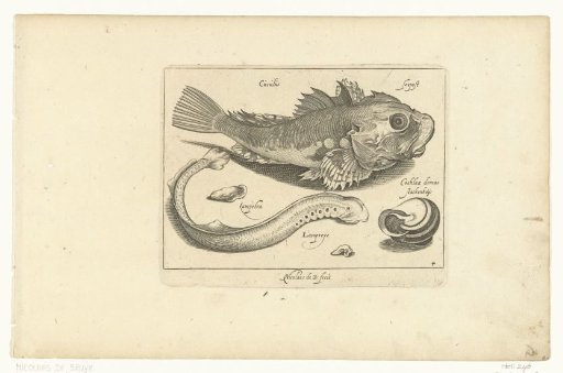 Bream, Prick, and Snail Shell