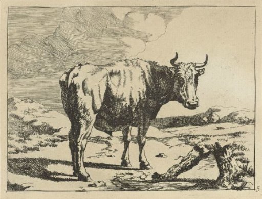 Standing Bull by a Tree Stump