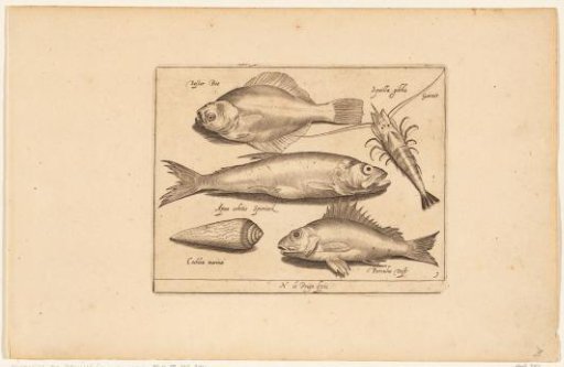 Bone, shrimp, herring and sole