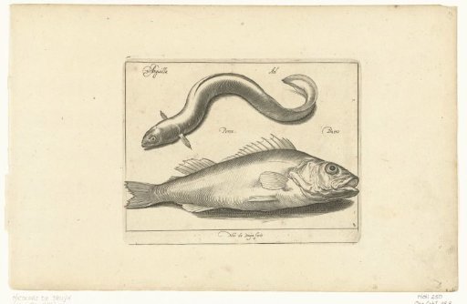 Eel and perch