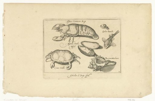 Lobster, Crab and Shells