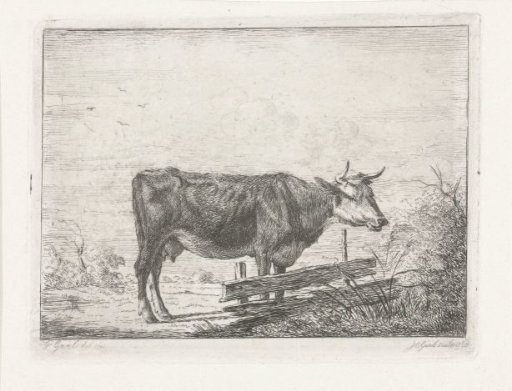 Cow standing by a fence
