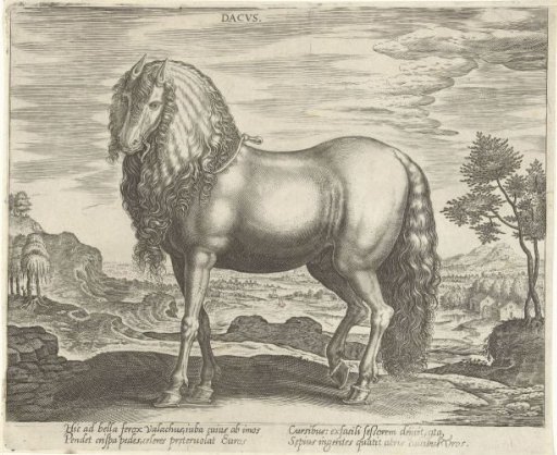 Horse from Romania (Dacus)