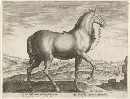 Horse from Albania