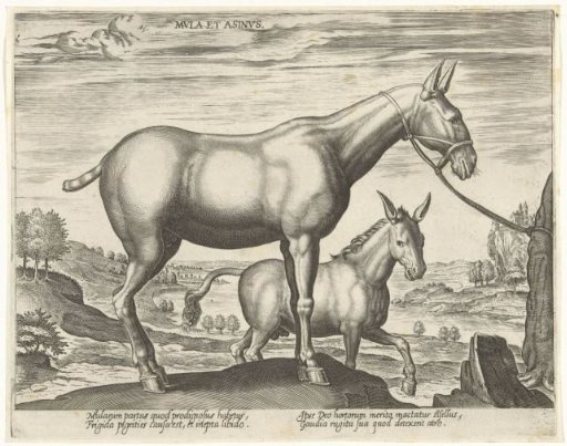 Donkey and Ass