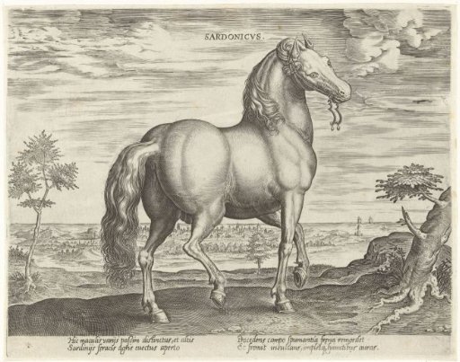 Horse from Sardinia
