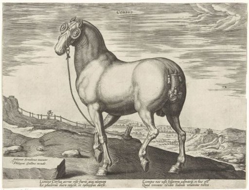 Horse from Corsica