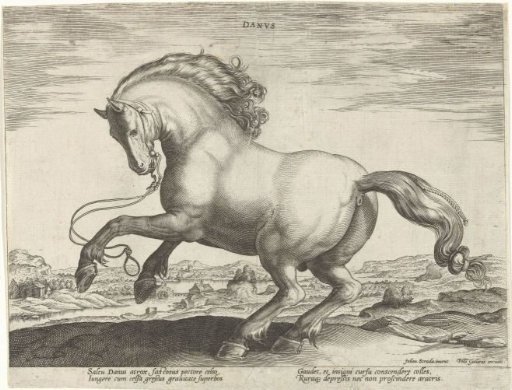 Horse from Denmark (Danus)