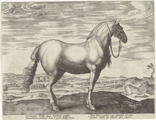Horse from Northern Italy (Insuber)