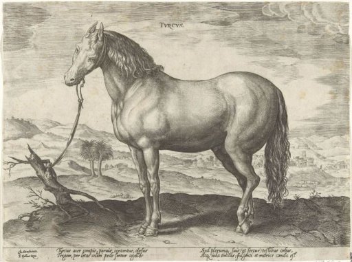 Horse from Turkey