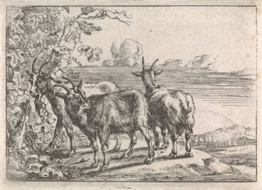 Goats by a vine