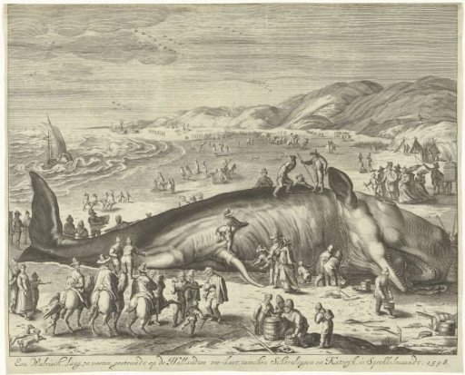 Stranded whale at Berckhey, 1598