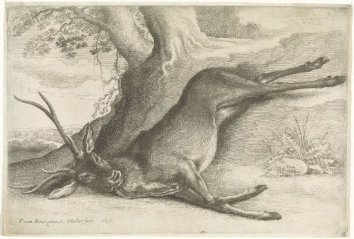 Shot Deer