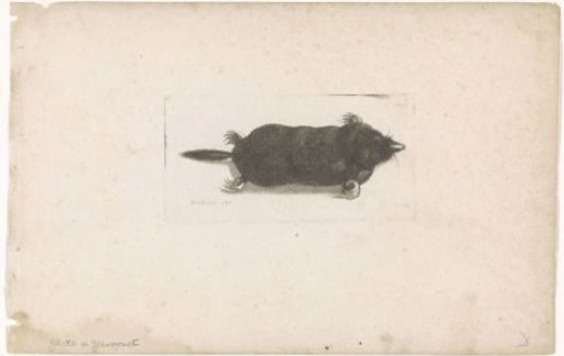 Dead Mole