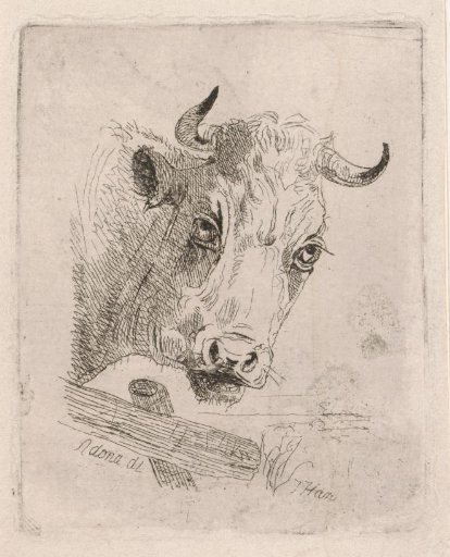 Cow's head facing right