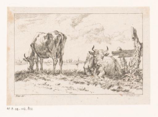 Standing grazing and a lying cow