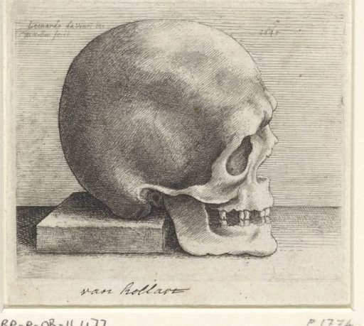 Anatomical study of a skull