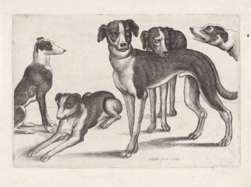 Five Hunting Dogs