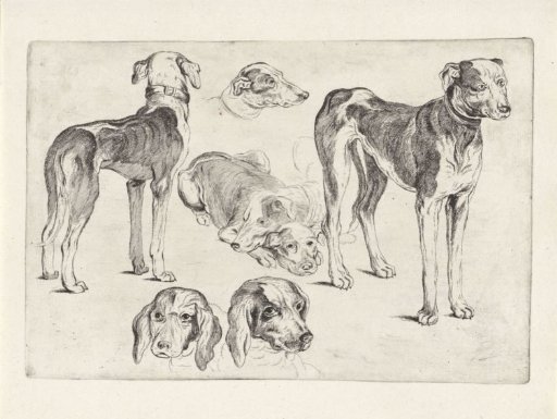 Studies of Hunting Dogs