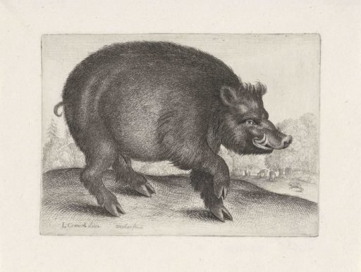 Wild Boar