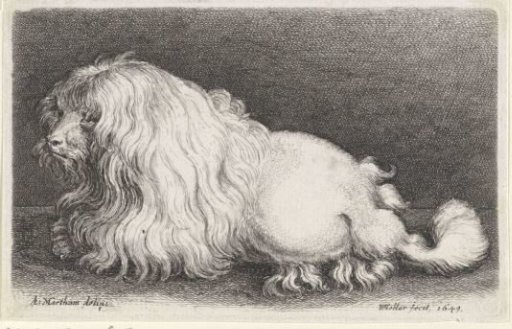 White Dog