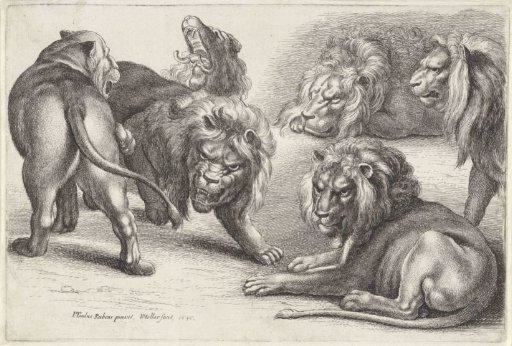 Five Lions and a Lioness