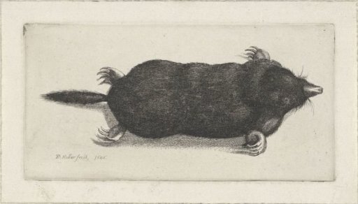 Dead Mole