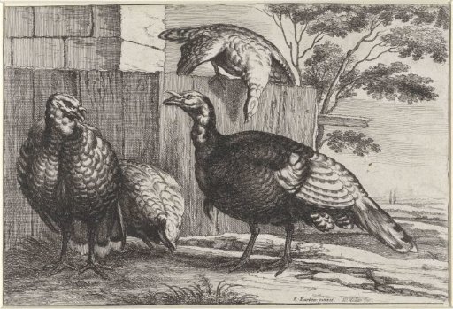 Four Turkeys