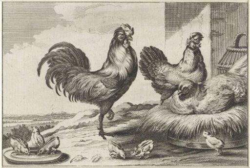 Hen, Roosters and Chicks