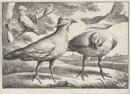 Greylag Geese and a Cockatoo