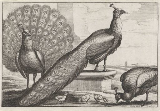 Peacocks