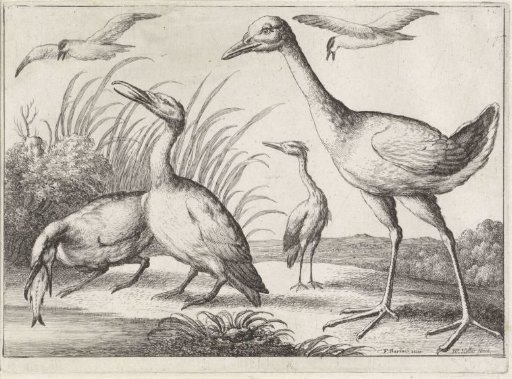 Waterfowl