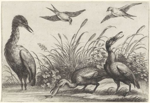 Herons and Swallows