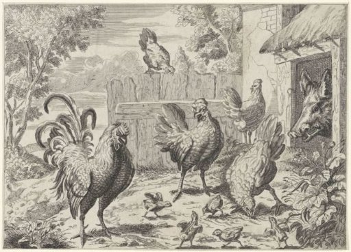 Roosters, Hens, Chicks and a Wild Boar