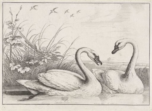 Two Swans