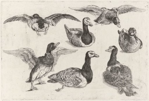Seven Ducks