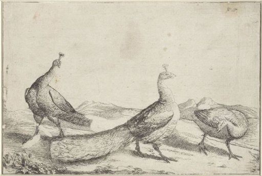Three Peacocks