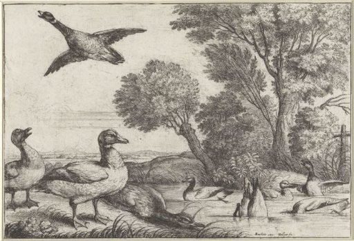 Ducks