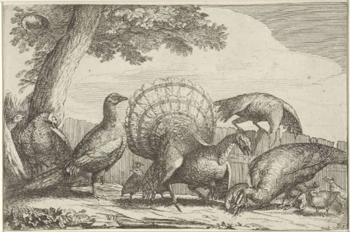 Turkeys