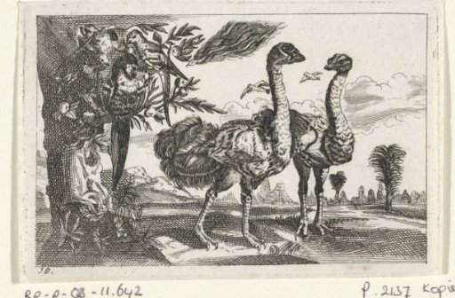 Two Ostriches