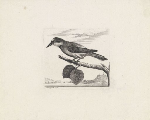 Flemish Magpie