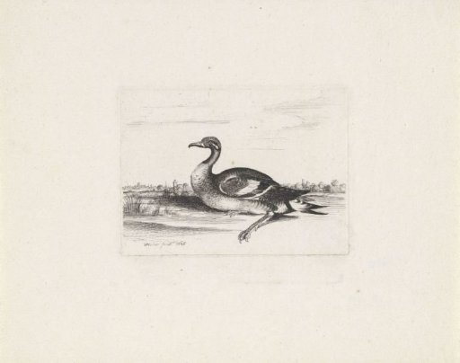 Waterbird