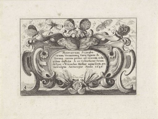 Title print in cartouche for a series with various insects