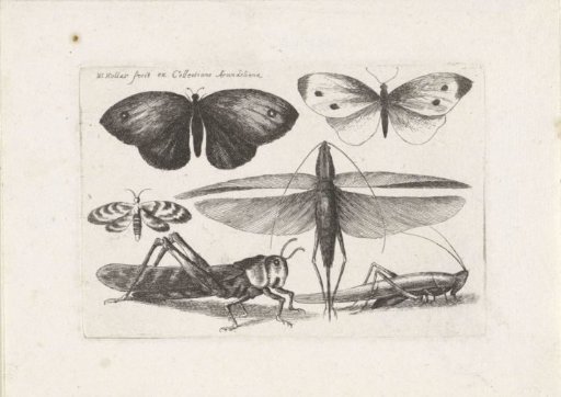 Grasshoppers and Butterflies