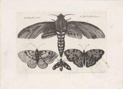 Butterflies and a Moth