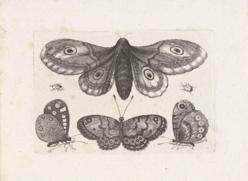 Butterflies, Beetles and a Moth