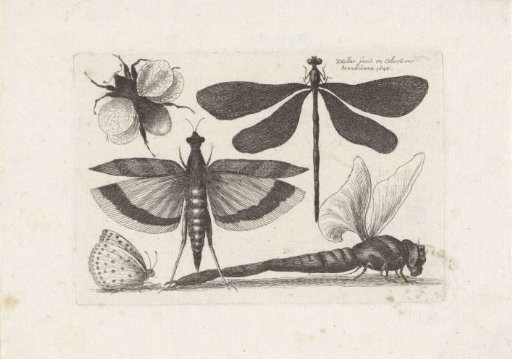 Dragonflies, Butterfly and a Bumblebee