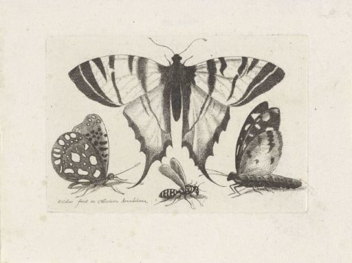 Butterflies and a Wasp